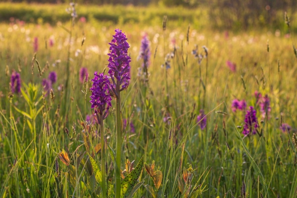 Louka se sytě fialovými květy orchideje vstavače májového.