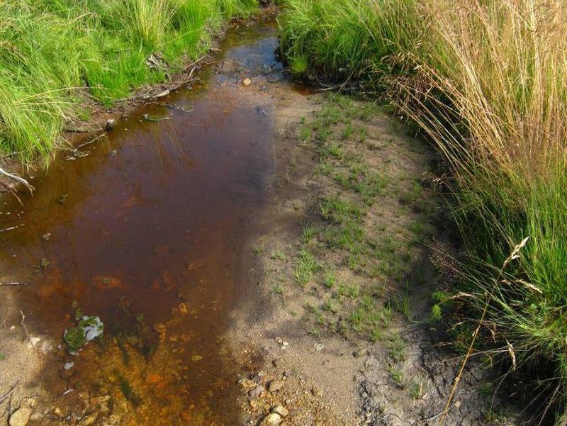 Revitalizace Černého potoka a jeho přítoků v PR Černá louka.