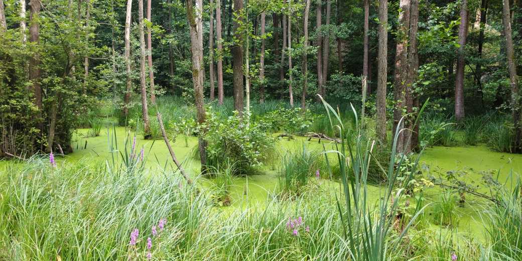 Pohled do mokřadního lesa na Kokořínsku.