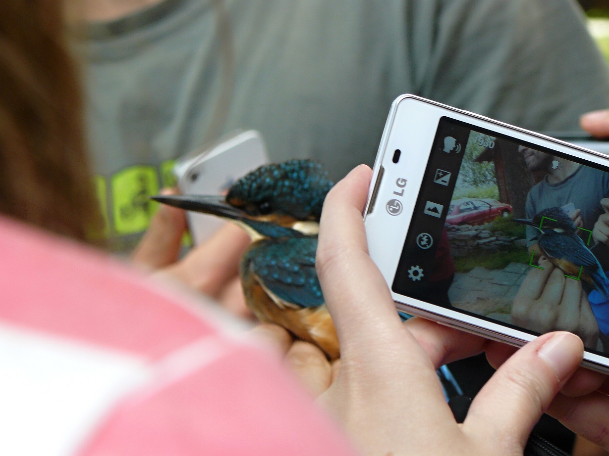 focení ledňáčka říčního