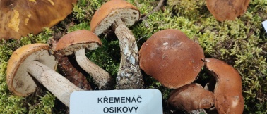 Křemenáč osikový.