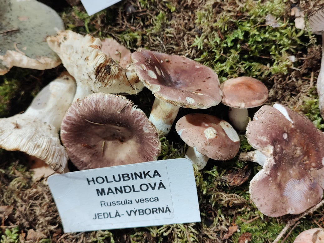 Holubinka mandlová.