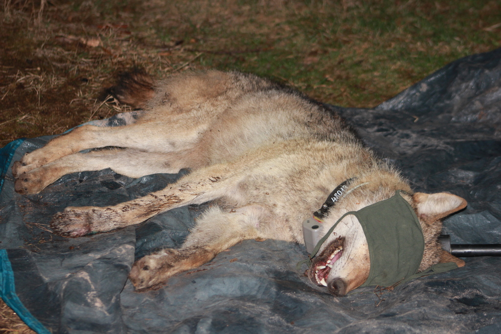 vlčive Dita foto arch, Mendel U