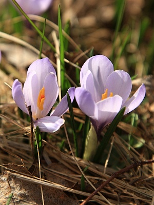 šafrán jarní
