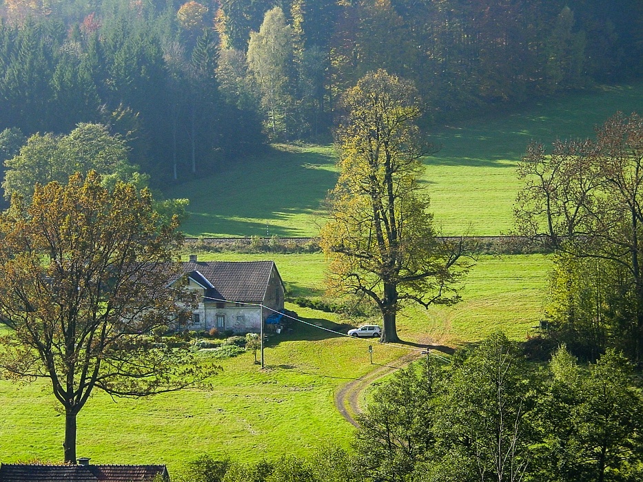 Lípa u Šimočků - lípa srdčitá.