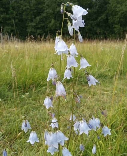 Zvonovec liliolistý