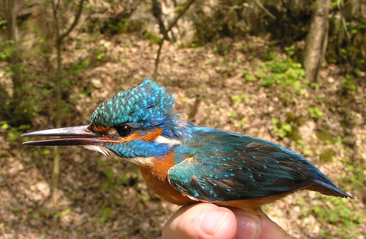 Ledňáček říční, foto Jaroslav Veselý