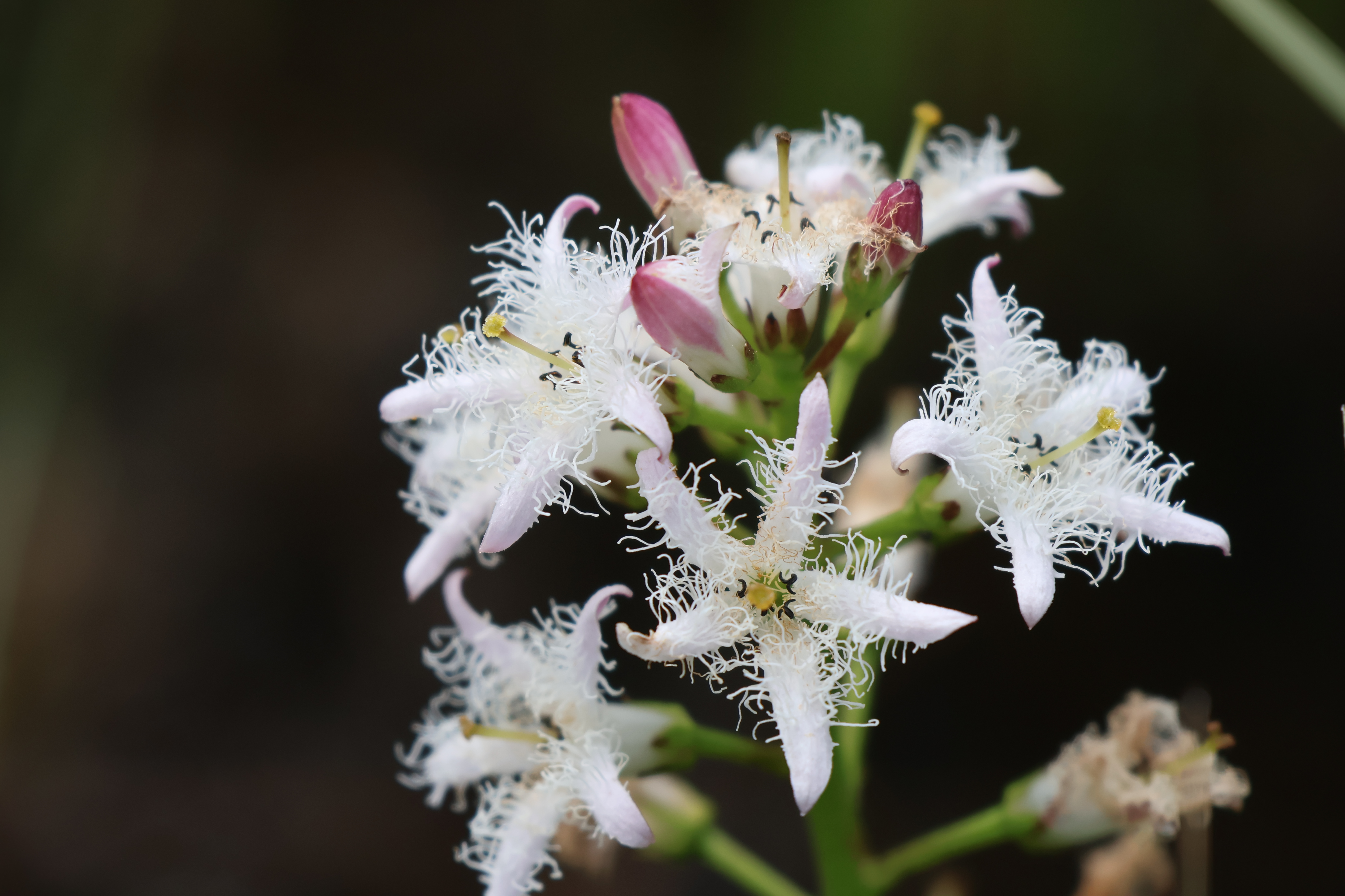vachta trojlistá v květu