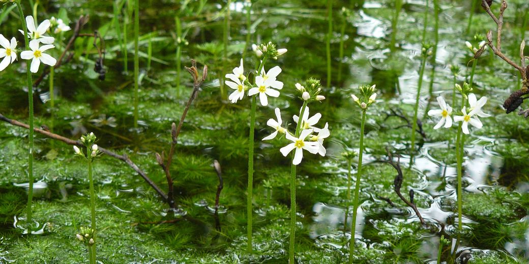 Žebratka bahenní – hottonia palustris.