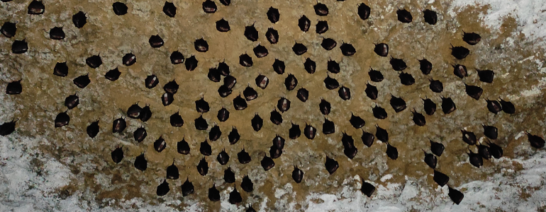 Několik desítek vrápenců visí ze stropu podzemního prostoru.  