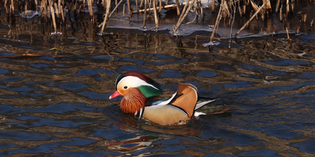 Kachnička mandarínská plovoucí na řece.