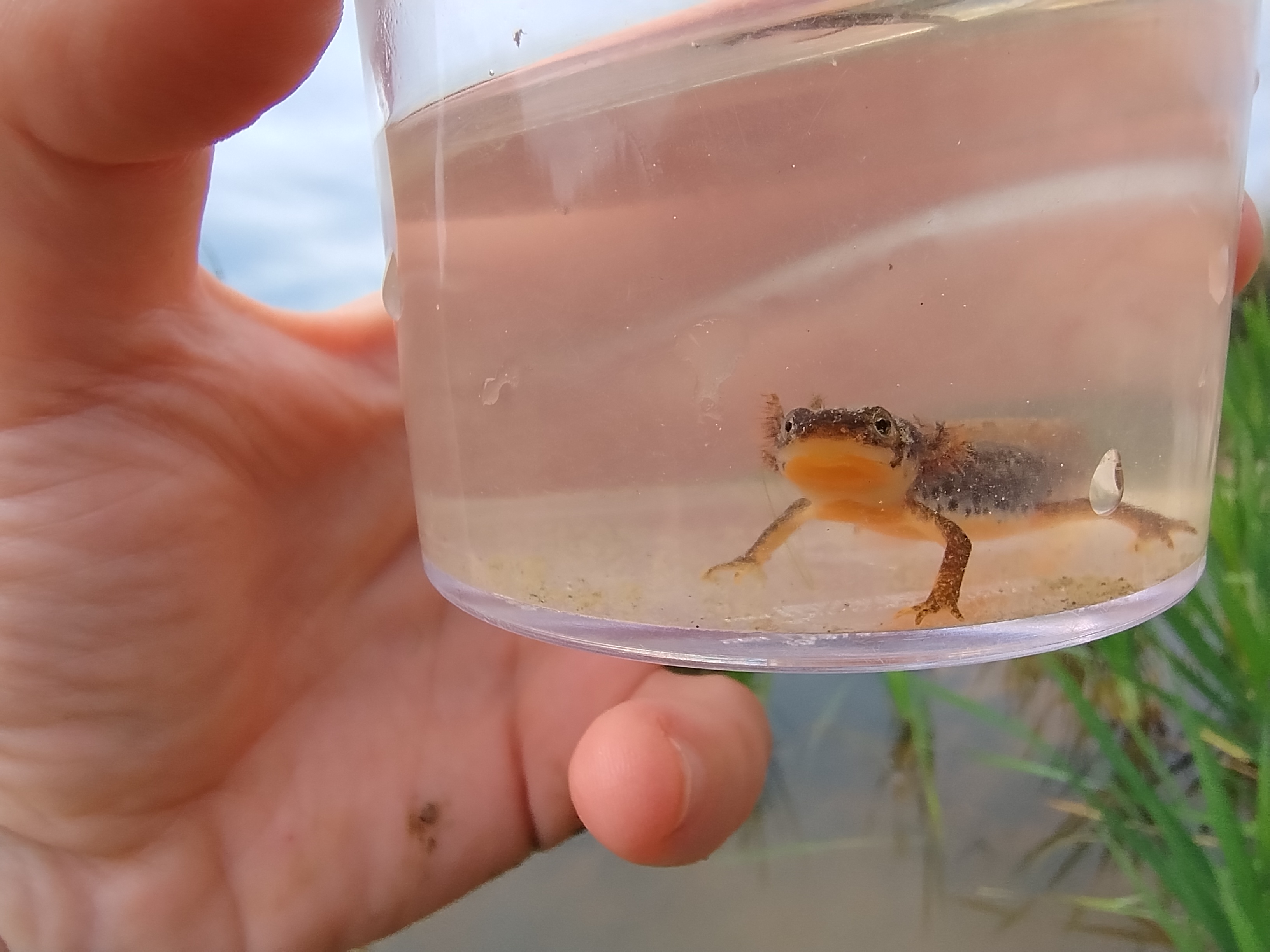 Larva čolka horského s vnějšími keříčkovitými žábrami.