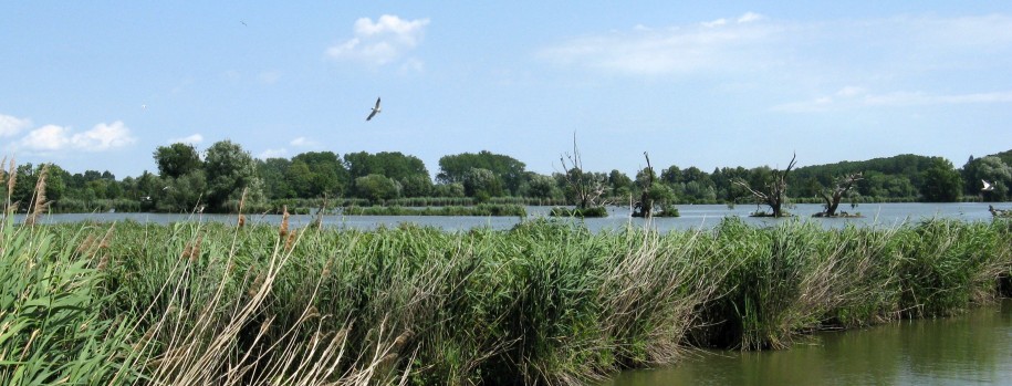 Rybník Kotvice.