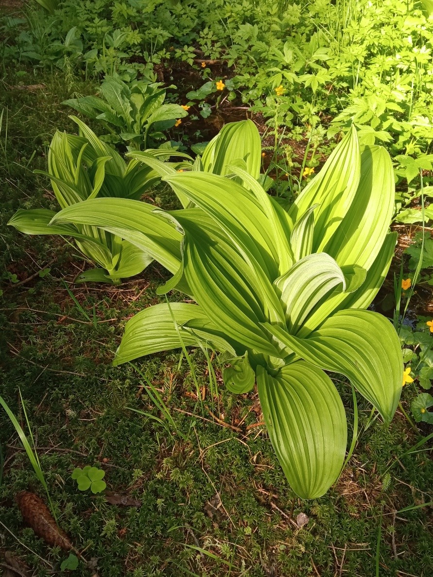 veratrum