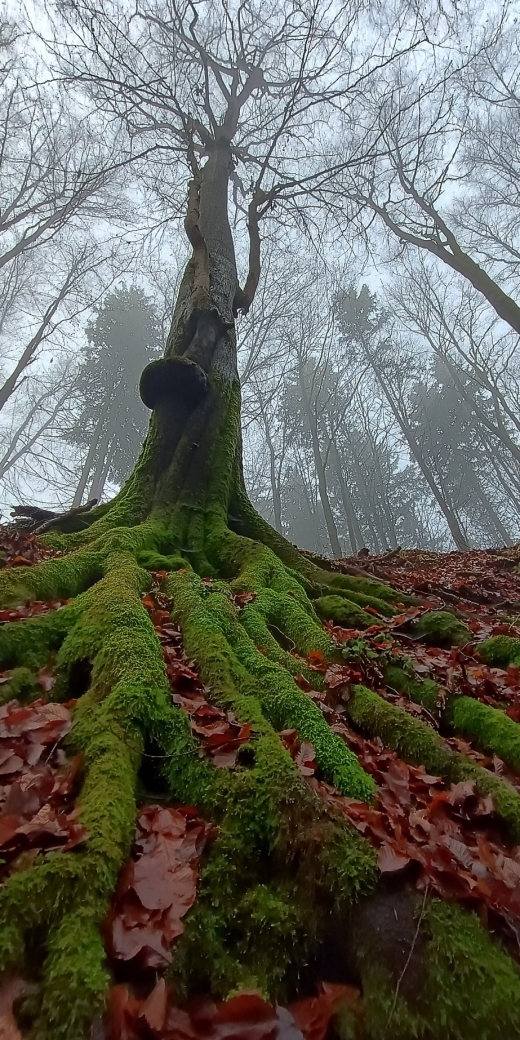 V zimě lesy nemají zelené koruny, ale kořeny.